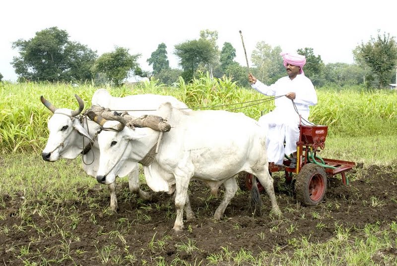 Ploughin Bull