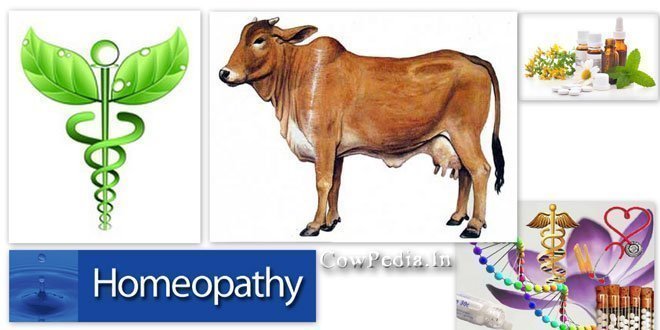 Cow Homeopathy Medication.