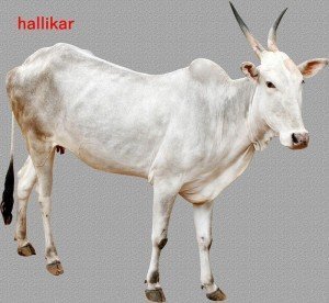 Halliker Cow