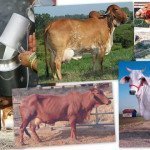 Milking Indian Desi Cows