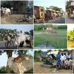 Draugh Breed of Indian Desi cows.