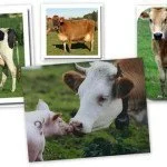Exotic Breeds - Jersey HF