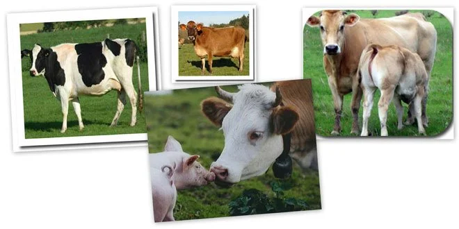 Exotic Breeds - Jersey HF