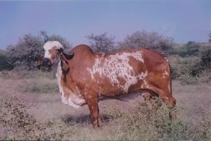 geer gaay